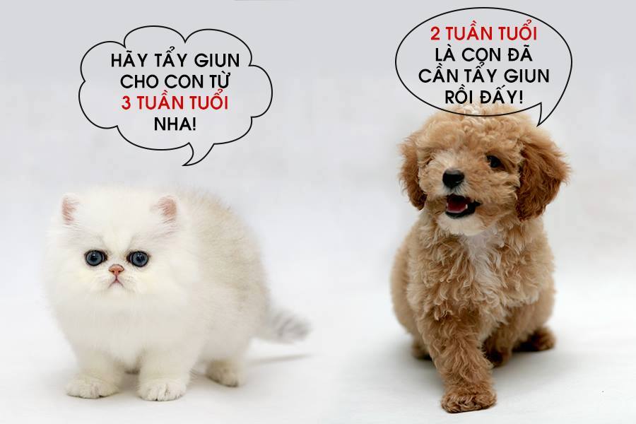 Lợi ích từ việc tẩy giun cho chó thường xuyên và cách tẩy giun đúng cách - CutePets Lợi ích từ việc tẩy giun cho chó thường xuyên và cách tẩy giun đúng cách - CutePets