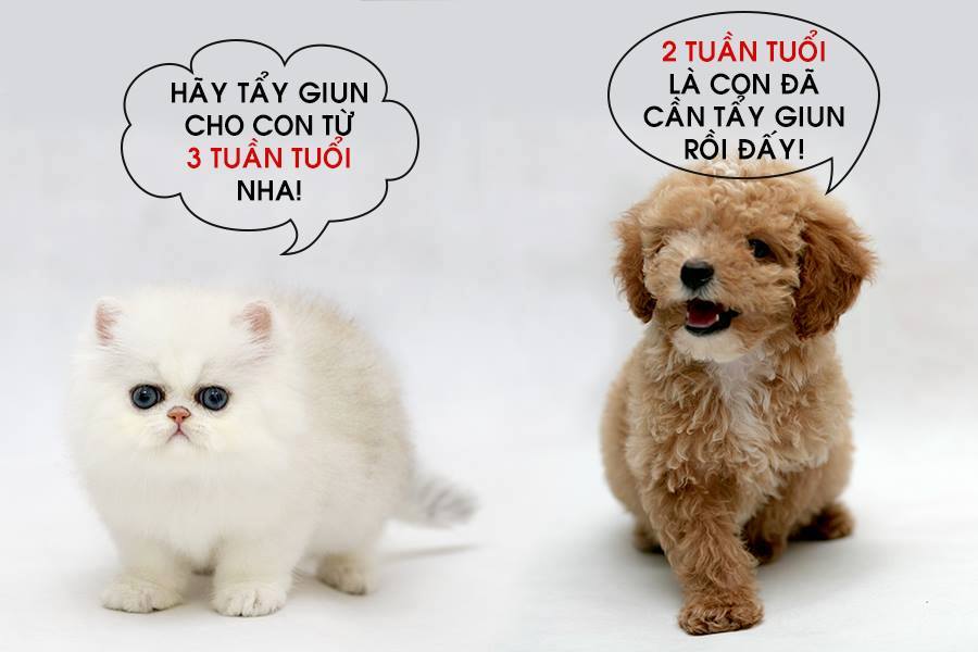 Lợi ích từ việc tẩy giun cho chó thường xuyên và cách tẩy giun đúng cách - CutePets