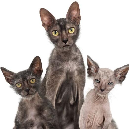 Đặc Điểm Tính Cách Của Mèo Lykoi