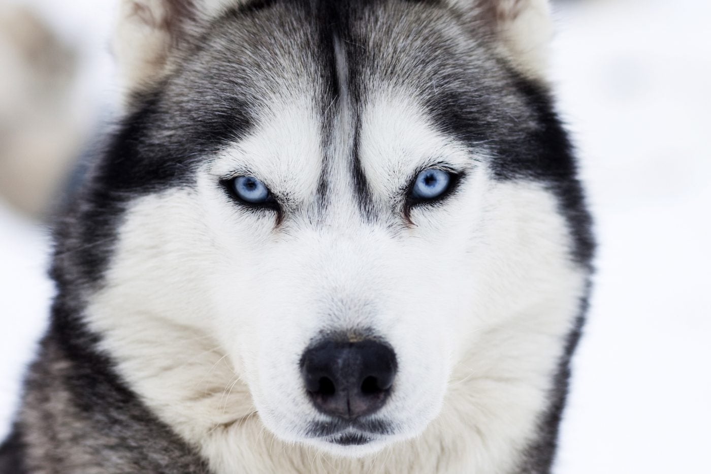 sở thích của chó Husky