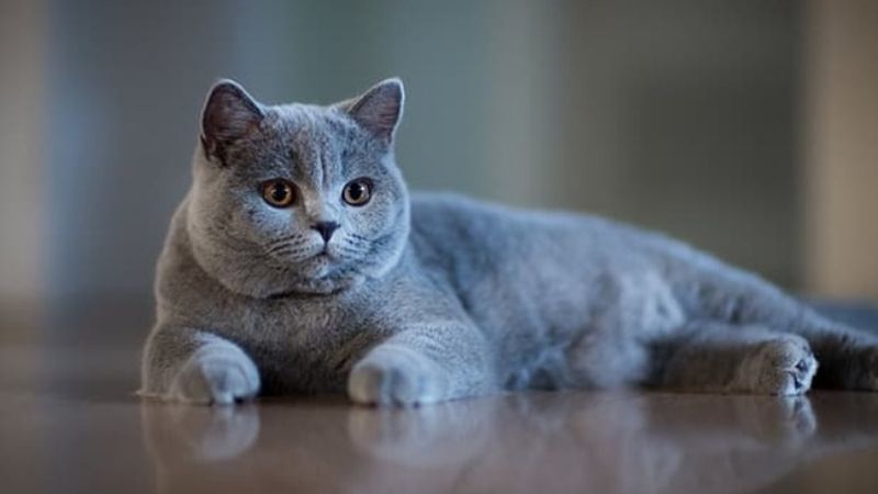 Tại sao cần tiêm vắc xin cho mèo?