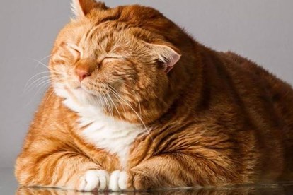 Cách chăm mèo béo: cho mèo ăn gì để béo tốt mà vẫn khỏe mạnh.