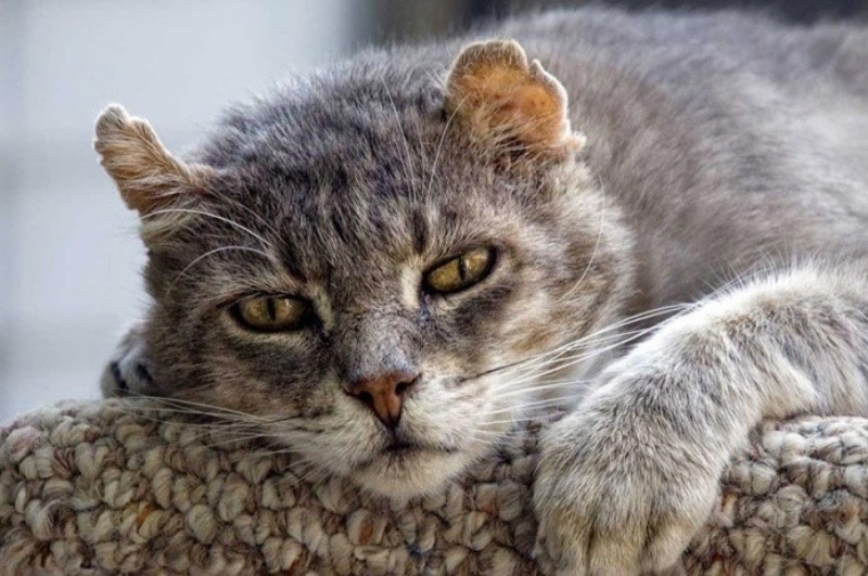 Mèo kén ăn thì phải làm sao ? Mèo kén ăn thì phải làm sao ?