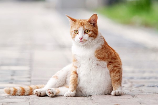 Biểu hiện mèo mang bầu