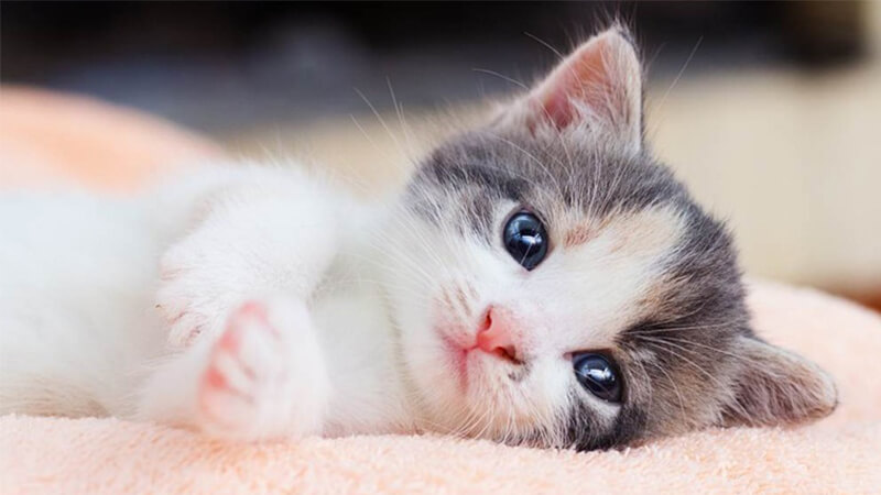 Cách nuôi mèo con mới về nhà? Làm thế nào để mèo làm quen nhà mới nhanh