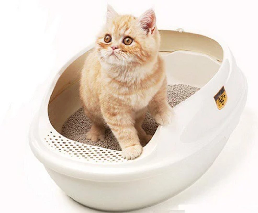 CÁCH CHỌN LOẠI CÁT VỆ SINH CHO MÈO PHÙ HỢP