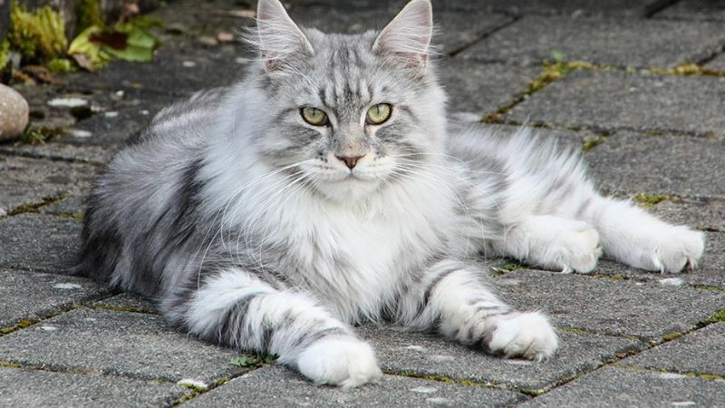 Mèo Maine Coon - Ngọn lửa bí ẩn từ đất Maine