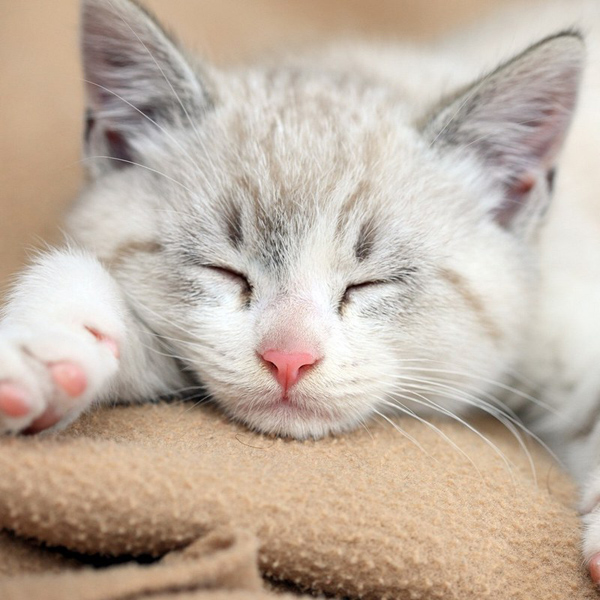 Tại sao mèo lại ngủ nhiều