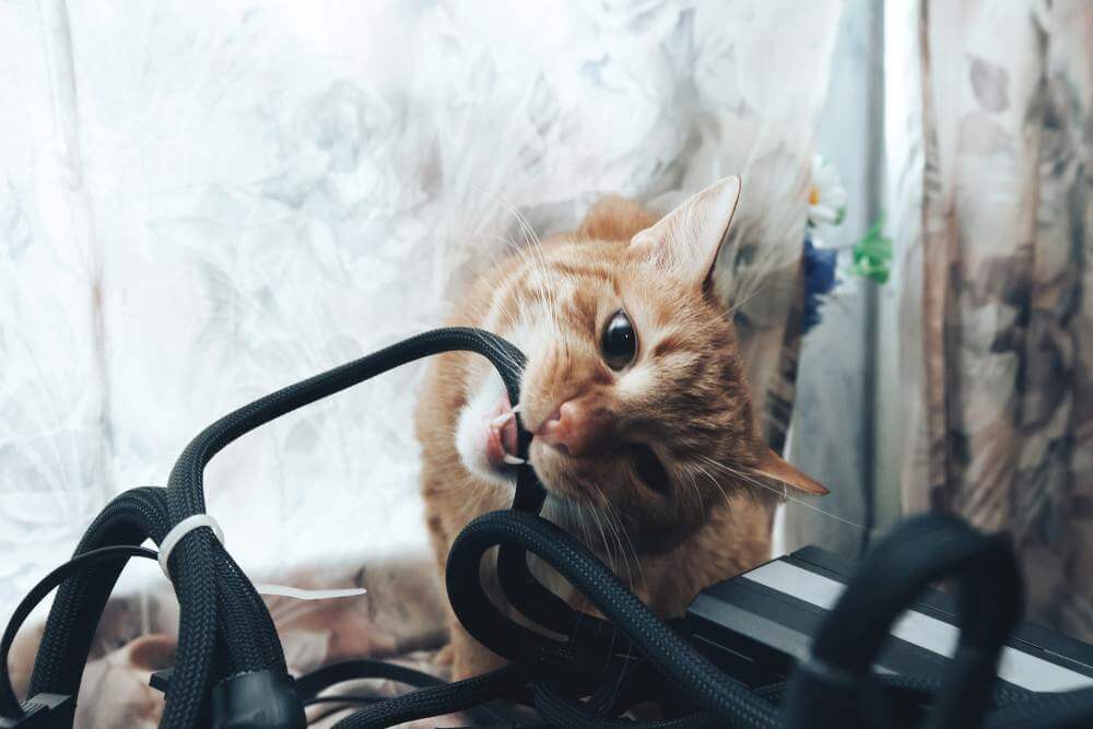 Tại sao mèo hay nhai đồ trong nhà và 1 số giải pháp Tại sao mèo hay nhai đồ trong nhà và 1 số giải pháp