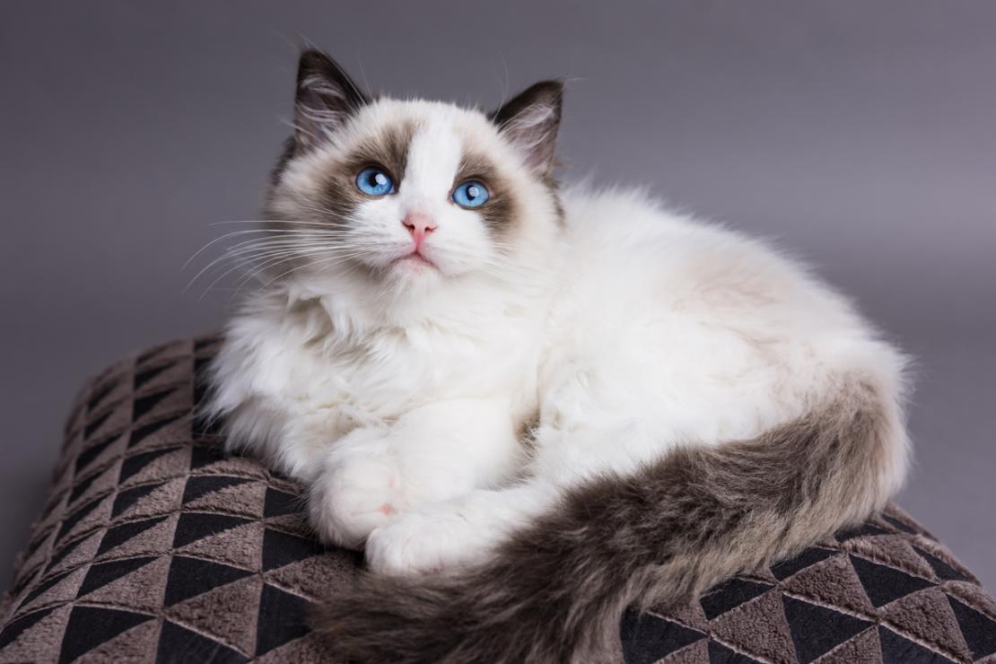Đặc Điểm Tính Cách Của Mèo Ragdoll