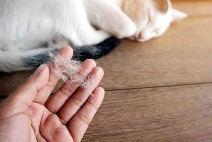 Cách chăm sóc mèo rụng lông.
