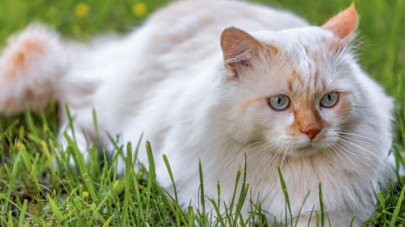 Đặc Điểm Tính Cách của Mèo Turkish Van