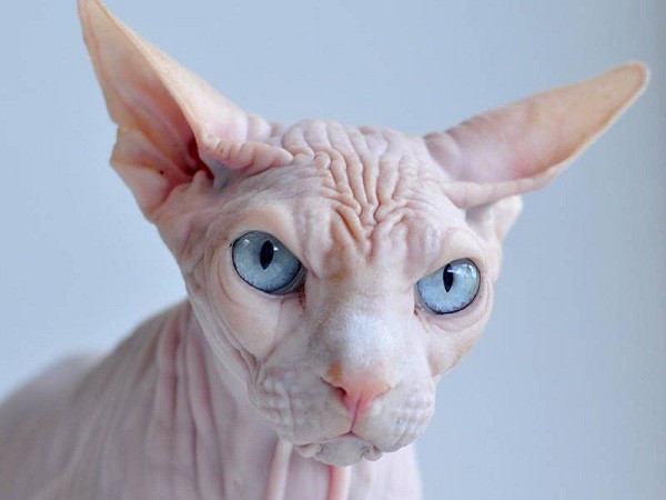 Tìm hiểu về mèo Sphynx - mèo không lông.