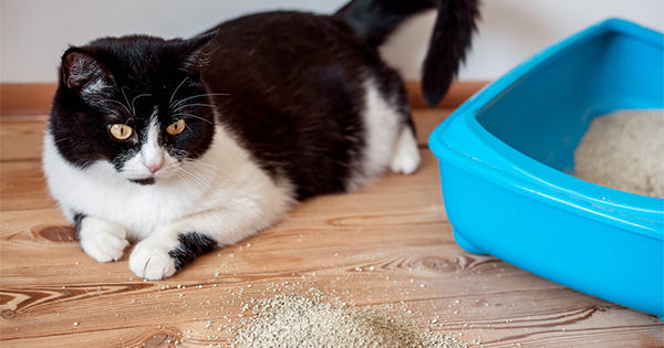 Mèo ăn cát vệ sinh có sao không? Nguyên nhân và cách xử lý - CUTEPETS Mèo ăn cát vệ sinh có sao không? Nguyên nhân và cách xử lý - CUTEPETS