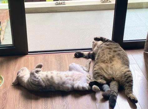 😺 Những hành vi xã hội của mèo 😺