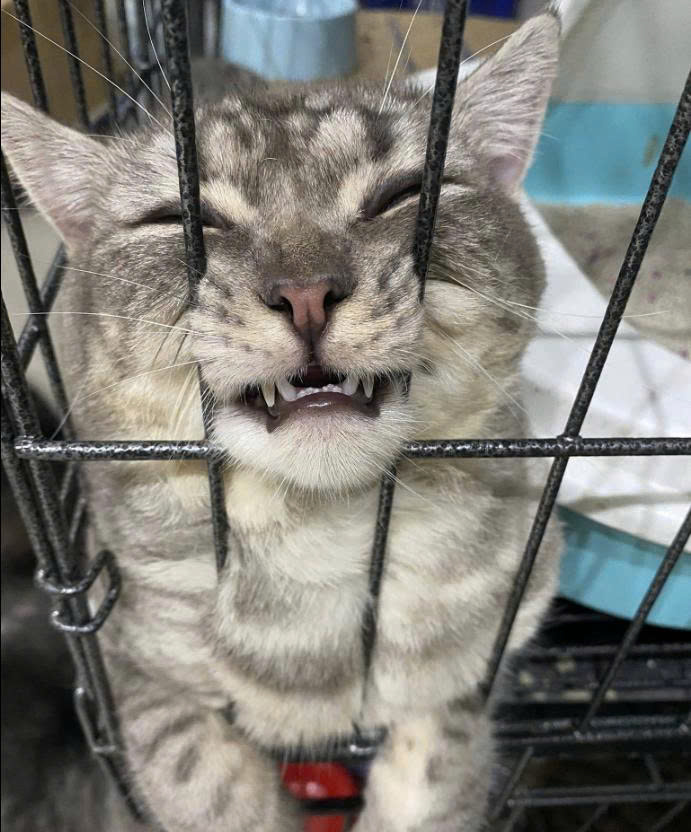 Dấu hiệu mèo iu bạn 😼💗