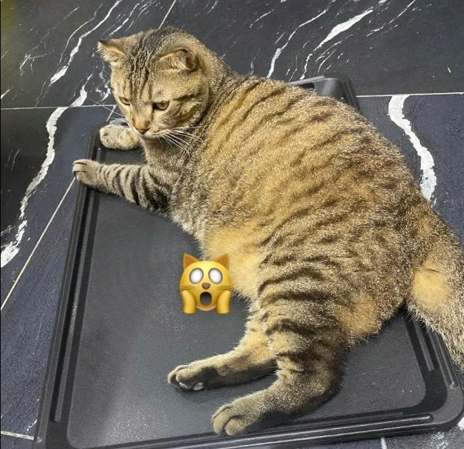 17 kiểu ngôn ngữ và hành vi thường ngày của mèo, nhìn thì “khó ở” vậy thôi chứ hiểu rồi là thấy tụi nó cũng… đáng yêu ghê 😼