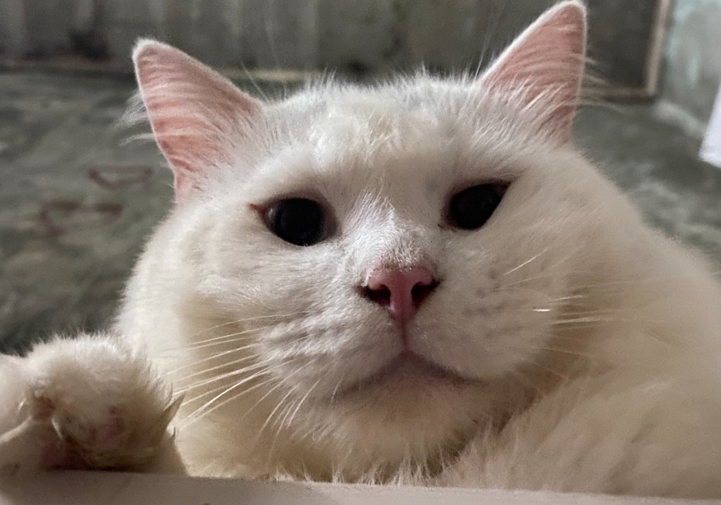 Tắm cho chó mèo đúng cách