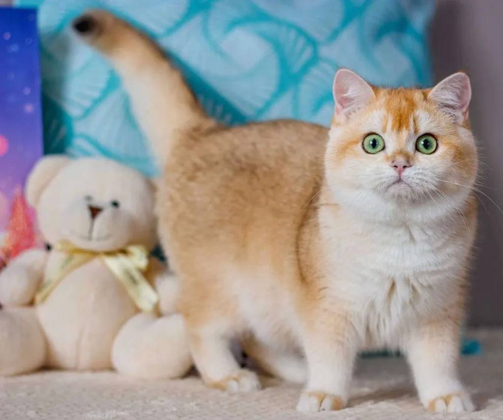 Sở Thích Của Mèo Golden: Những Điều Đáng Yêu Về Loài Mèo Biệt Biệt Này