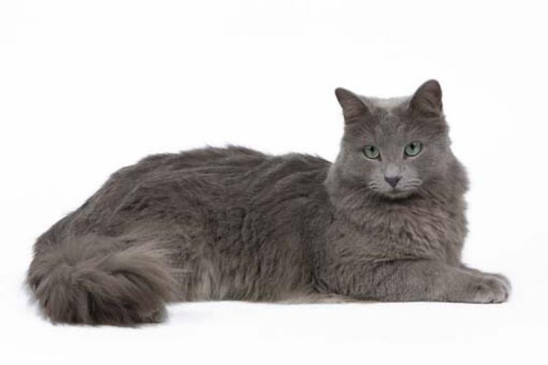 Đặc Điểm Hay Của Mèo Nebelung
