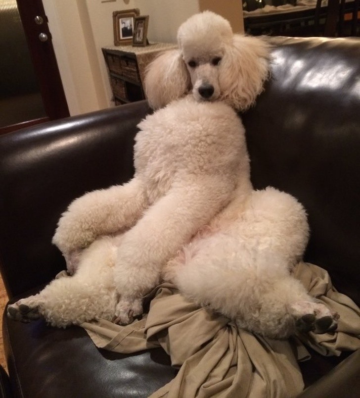 Đặc điểm tính cách của chó Poodle: Người bạn đồng hành thông minh và đáng yêu