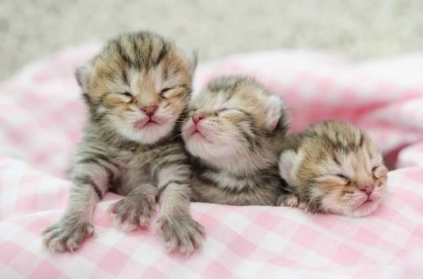 Chế độ dinh dưỡng tốt nhất cho mèo bầu Chế độ dinh dưỡng tốt nhất cho mèo bầu