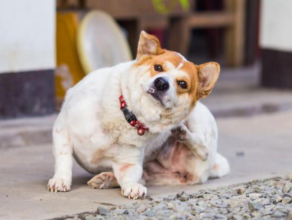 Cách trị ve rận cho cún của bạn Cách trị ve rận cho cún của bạn