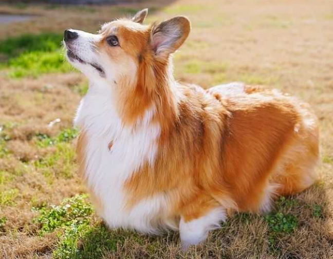 Những Bí Mật Độc Đáo về Chó Corgi Fluffy với Lông Dài