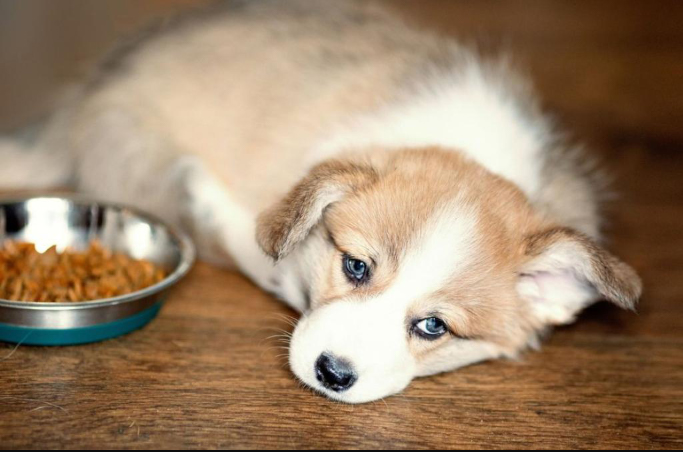 Chó Bỏ Ăn: Tìm Hiểu Về Những Nguyên Nhân và Cách Đúng Đắn Trong Việc Cho Chó Ăn