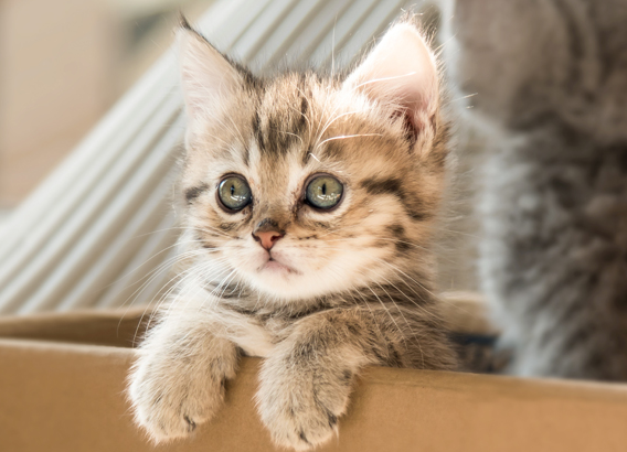 Bạn đã biết chăm sóc mèo con đúng cách chưa ? Bạn đã biết chăm sóc mèo con đúng cách chưa ?