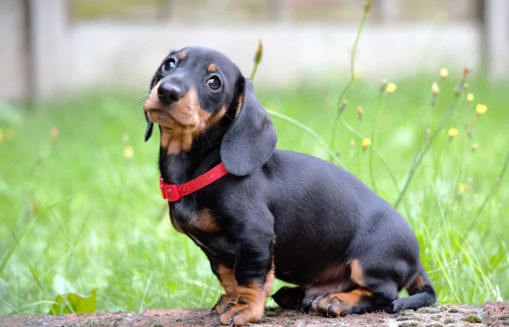 Đặc Điểm Tính Cách Của Chó Dachshund