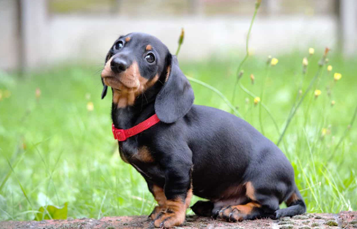 Đặc Điểm Tính Cách Của Chó Dachshund Đặc Điểm Tính Cách Của Chó Dachshund