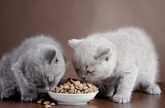 Chế độ ăn để chó mèo có sức khỏe tốt và duy trì cân nặng lý tưởng Chế độ ăn để chó mèo có sức khỏe tốt và duy trì cân nặng lý tưởng
