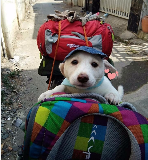 Vận chuyển chó mèo về quê trong những ngày lễ Vận chuyển chó mèo về quê trong những ngày lễ