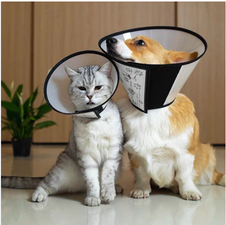 CÁCH SỬ DỤNG THUỐC BÔI GÁY Ở MÈO VÀ CHÓ 🐶🐱