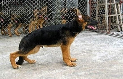 Bệnh hạ bàn ở chó Bệnh hạ bàn ở chó