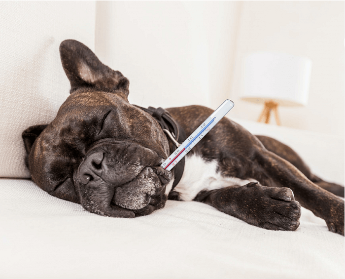 Bệnh hô hấp, viêm phế quản trên chó mèo Bệnh hô hấp, viêm phế quản trên chó mèo