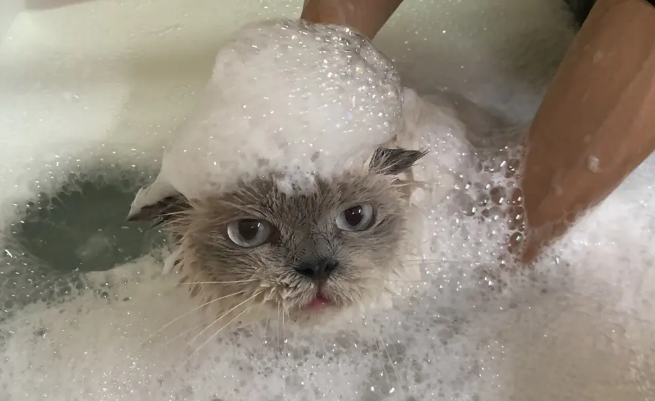 Làm sao để tắm cho mèo tại nhà đúng cách ? Làm sao để tắm cho mèo tại nhà đúng cách ?