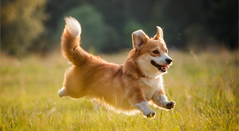 Nên nuôi chó gì khi sống ở nhà chung cư ? Nên nuôi chó gì khi sống ở nhà chung cư ?