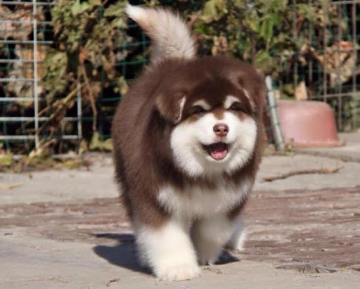 Chó Alaska Malamute: Niềm Đam Mê Với Giống Chó Tuyết Hùng Dũng