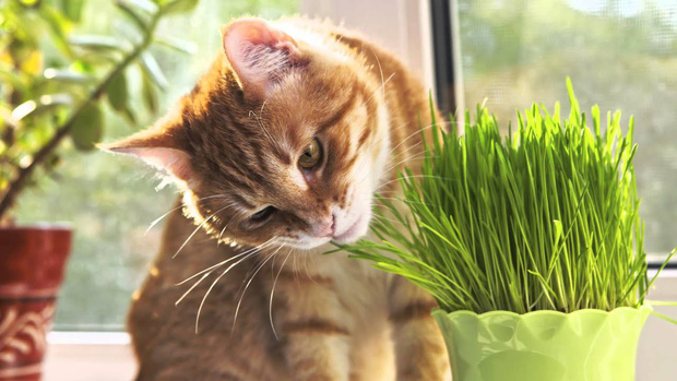 [BẤT NGỜ] CỎ MÈO - Những điều bạn chưa biết!!