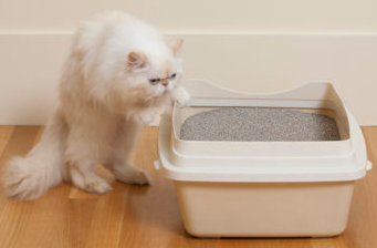 Làm sao để dạy mèo đi vệ sinh đúng chỗ ? Làm sao để dạy mèo đi vệ sinh đúng chỗ ?