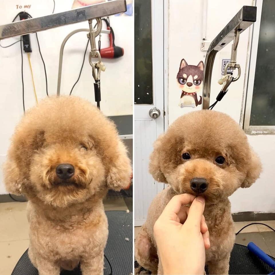 Có nên cho chó chơi với mèo không ? Có nên cho chó chơi với mèo không ?