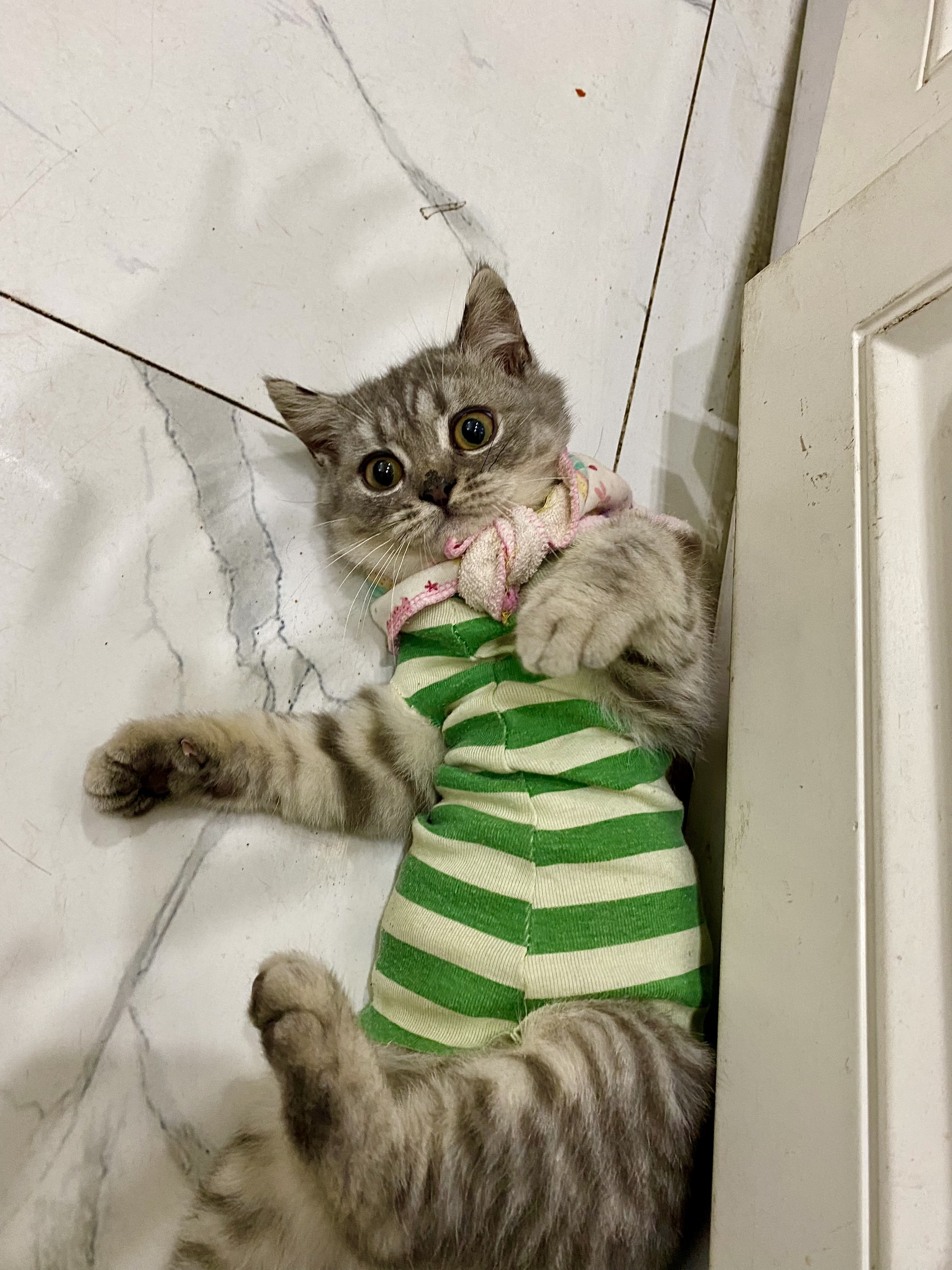 Mèo có thể ăn gia vị hay không? Mèo có thể ăn gia vị hay không?