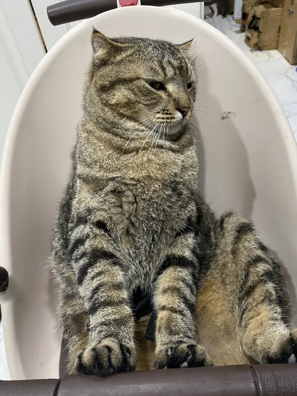 Tìm Hiểu Về Các Loài Mèo Trên Thế Giới Tìm Hiểu Về Các Loài Mèo Trên Thế Giới