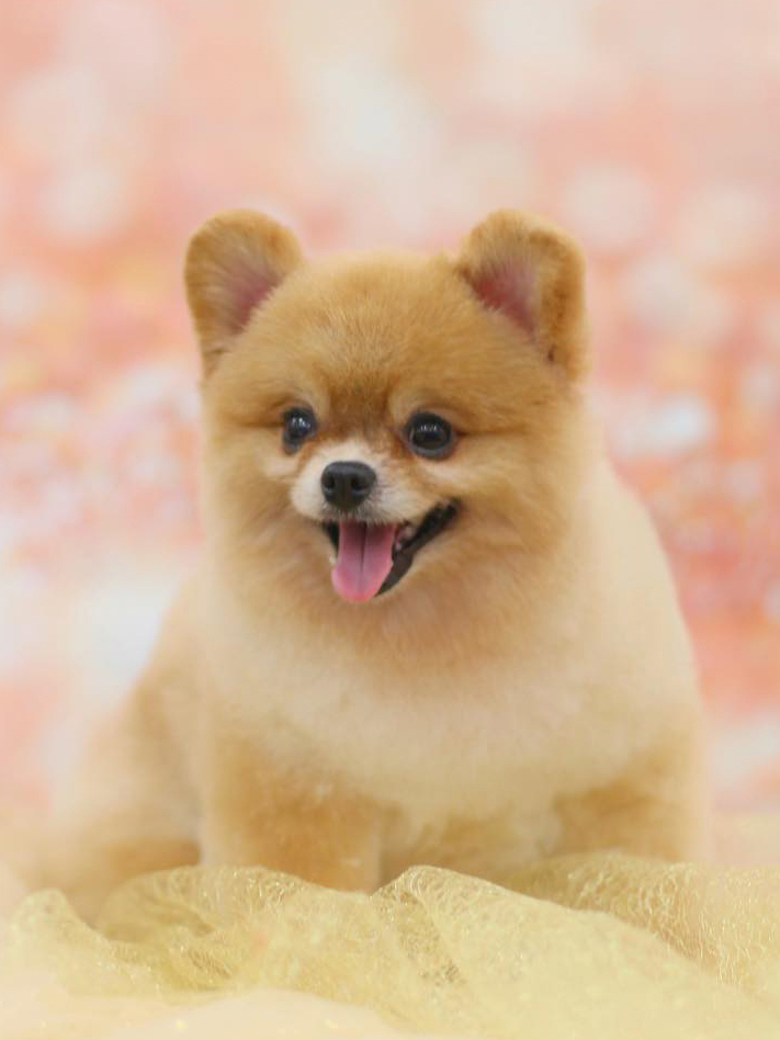 Spa2 cắt tỉa dòng chó phốc sóc Pomeranian