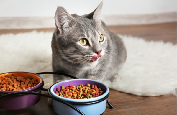 8 extremely serious mistakes when raising pets