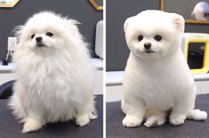 Spa2 cắt tỉa dòng chó phốc sóc Pomeranian