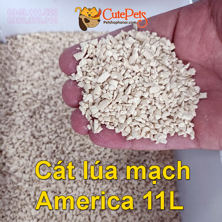 Cát Lúa Mạch cho mèo America Wheat Litter 11L 6.4kg Đổ được bồn cầu, Thấm hút vón tốt hơn cát đậu phụ - CutePets