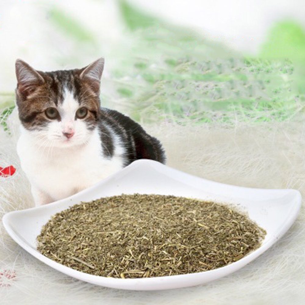 Cỏ mèo Cat Mint Bạc hà dạng bột dành cho mèo - Cutepets Cutepets - Pet shop & Grooming Spa Thú cưng Hà Nội Cỏ Mèo Cat Mint Bạc Hà Dạng Bột Dành Cho Mèo - Cutepets Cutepets - Pet Shop & Grooming Spa Thú Cưng Hà Nội